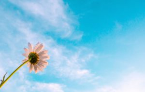 flower of hope from grief