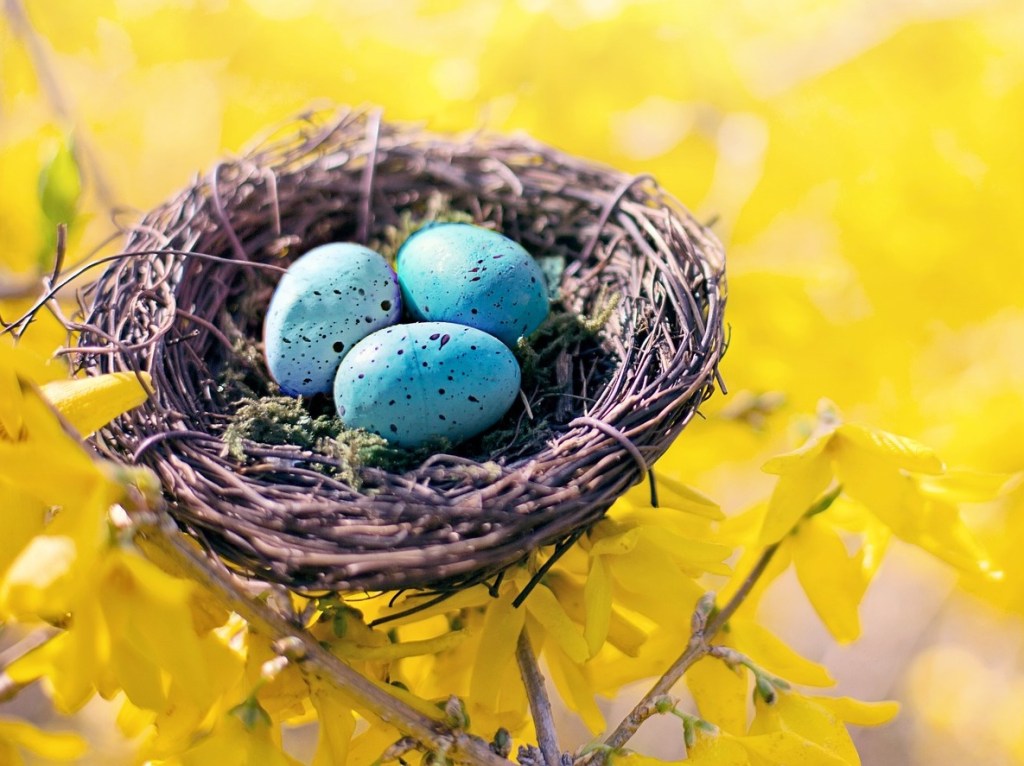 blue birds eggs in nest, mitzvah of shiluach haken