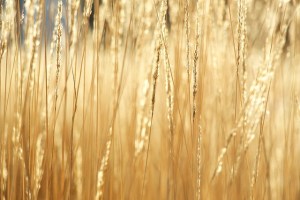 dry grass