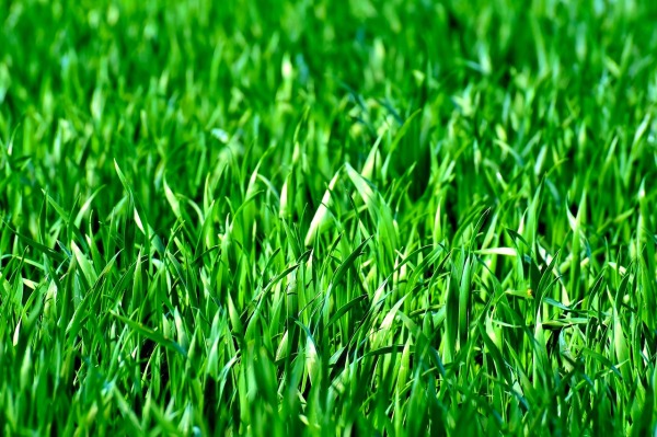 lots of blades of grass close up