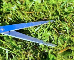 scissors cutting grass