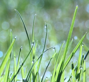 blades of grass growing with water droplets