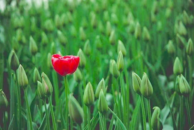 How Can You Mend a Broken Heart After Losing a Child? Unique red flower, our unique role How Can You Mend a Broken Heart After Losing a Child? Unique red flower, our unique role